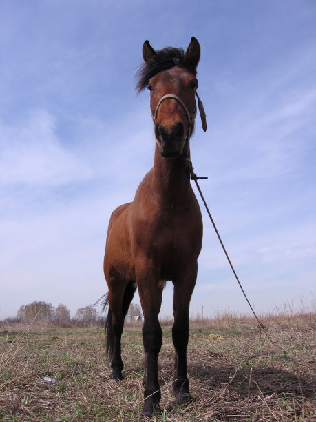 在田里拴着吃草的马图片下载