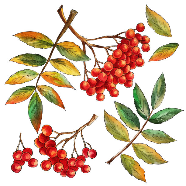 水彩白蜡浆果和秋叶，手绘，孤立图片下载