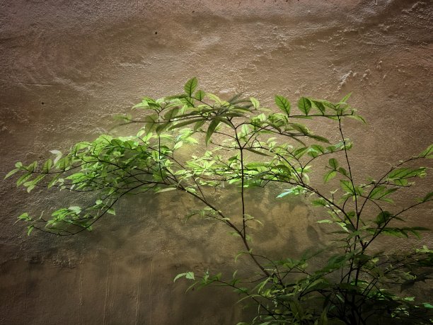 树枝上的绿叶倚在墙上，复古而艺术的色调图片下载