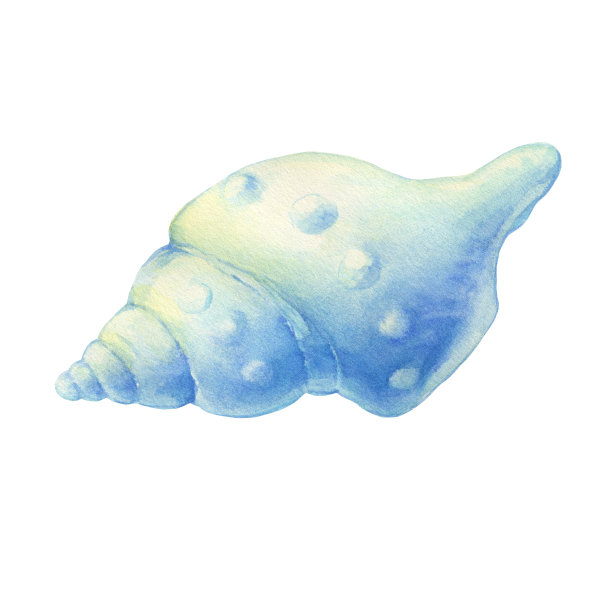 水下生物的插图-蓝色贝壳，海洋设计。水彩手绘插图孤立的白色背景。图片下载