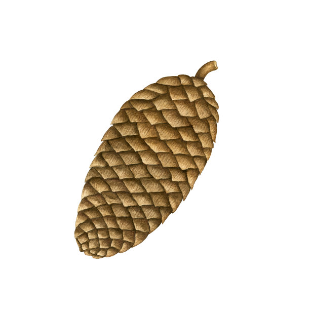 水彩封闭松果。植物秋季插画。手绘设计元素孤立的白色背景图片下载