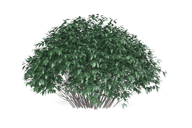 布什被白人孤立图片下载