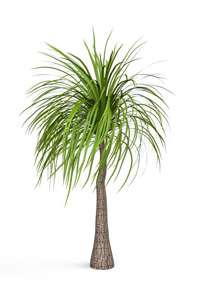 马尾辫棕榈树图片下载