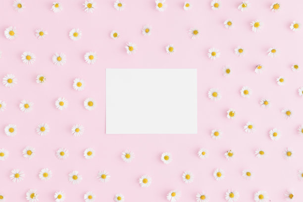 顶视图的白色卡片模型与雏菊装饰在粉红色的背景。图片下载