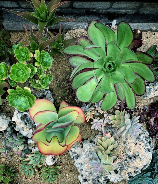 多汁的植物图片下载