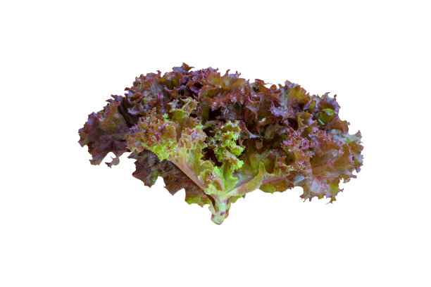白色背景上的独立生菜叶图片下载