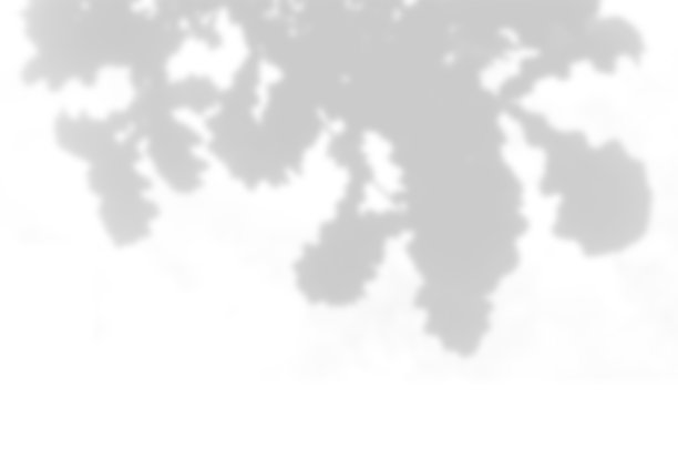 夏季背景的植物阴影。白墙上橡树叶的影子。白色和黑色覆盖照片或模拟图片下载