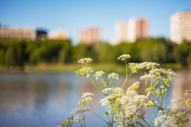 以城市发展为背景的草的伞剪影，在一个阳光明媚的夏日选择软焦点抽象的自然色彩背景照片图片下载