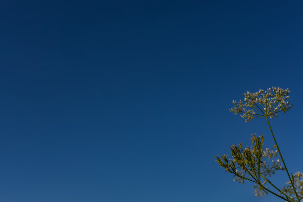 伞剪影的草对蓝天，抽象的自然颜色背景照片与选择软焦点在一个阳光明媚的夏天图片下载