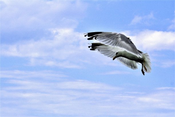 飞翔的海鸥展翅向前图片下载
