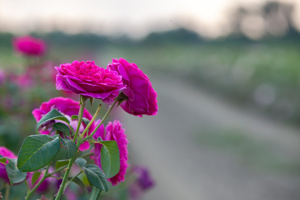 夕阳下的玫瑰花园图片下载