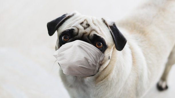 带面罩的狗。图片下载