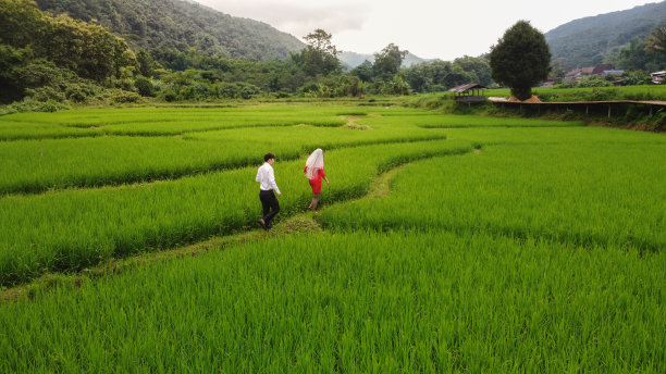 亚洲恋人在稻田里散步的鸟瞰图。人们在稻田里拍摄婚纱照。泰国南的绿色水稻农场。图片下载