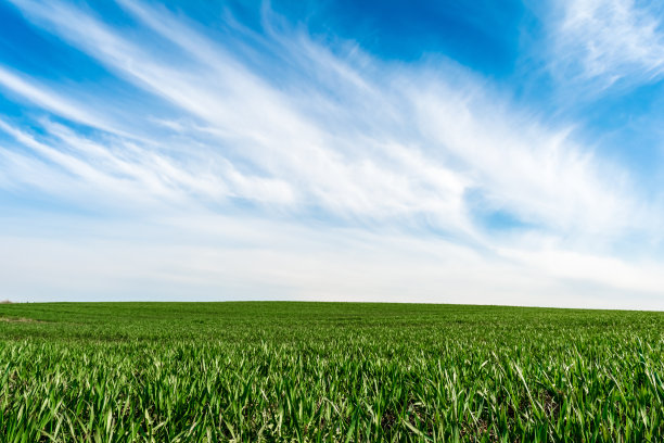 草地和完美的蓝天图片下载