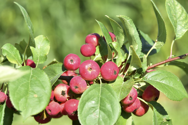 红色鲜亮的果实挂在一棵野生苹果树的树枝上图片下载