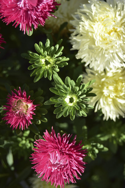 夏天花园里开着红色和白色的紫菀花图片下载