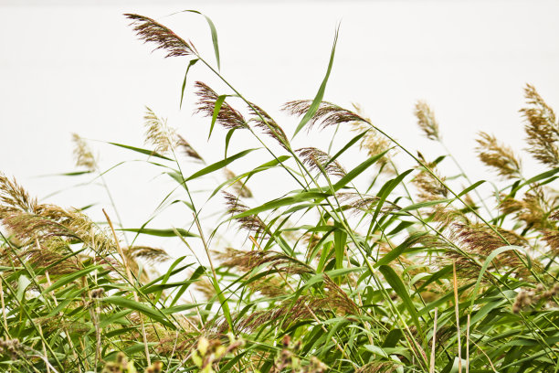 夏季背景-有种子圆锥的湖芦苇。沿海景观。图片下载