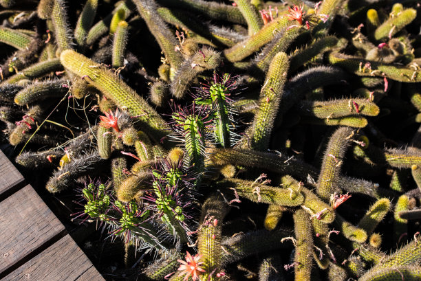 有刺和花的两种仙人掌。金鼠尾和大戟。图片下载