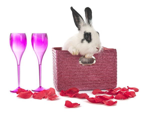 英语点兔子图片下载