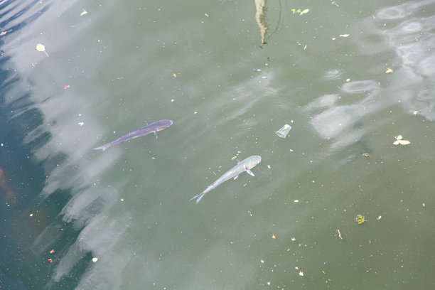 坏生态。鱼和垃圾一起在水里游泳。图片下载