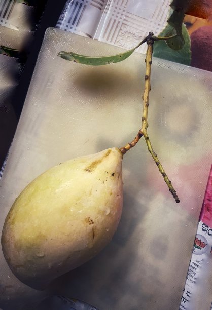 Totapuri芒果图片下载