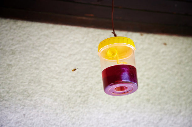 房子附近挂着捕黄蜂器图片下载