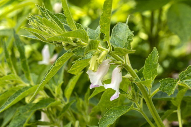 清洁的有机芝麻植株和不同大小的花朵豆荚生长在花园里，以绿色植物为背景图片下载