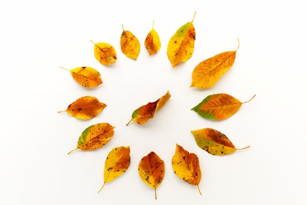 全尺寸照片的秋天樱桃树叶图片下载