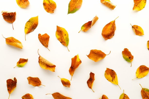 全尺寸照片的秋天樱桃树叶图片下载