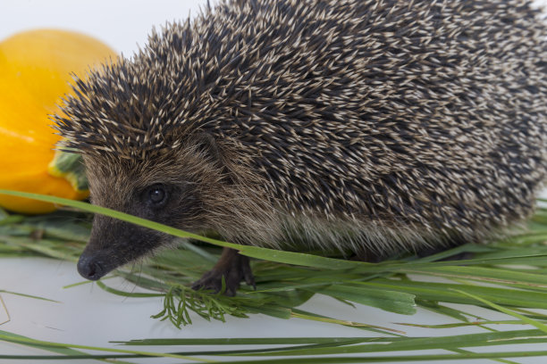 刺猬。图片下载