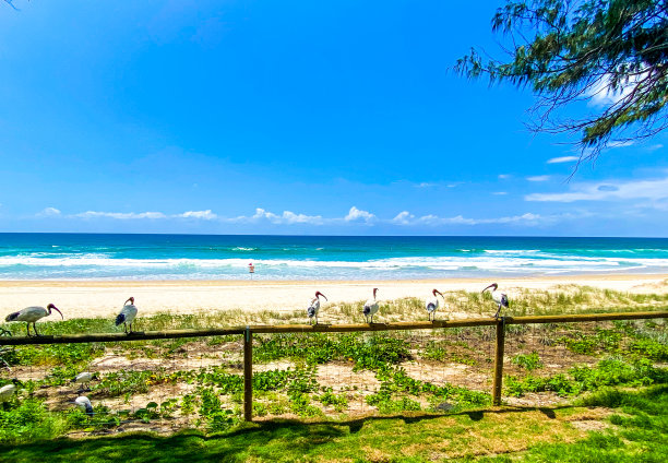 海滩围栏上的鸟儿图片下载