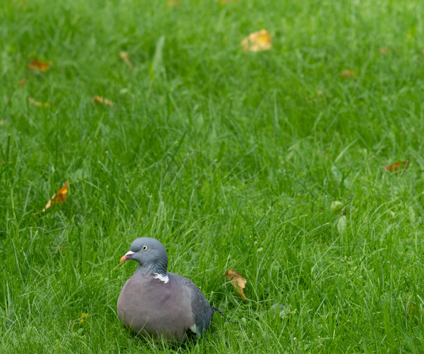一只鸽子在有文字空间的绿色空地上图片下载