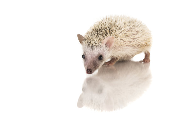 小非洲侏儒刺猬在白色的背景和它的反射图片下载