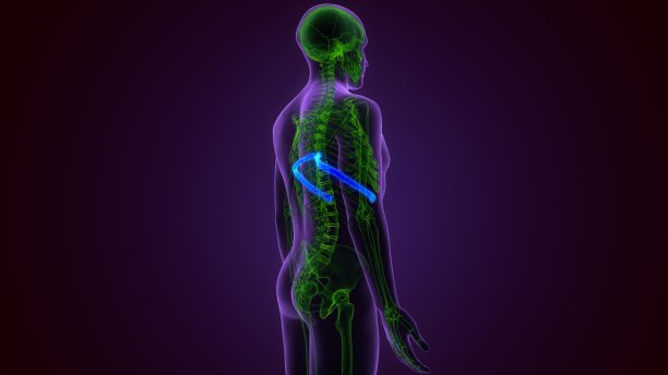 人体骨骼解剖肋骨笼第五骨3D渲染医学概念图片下载