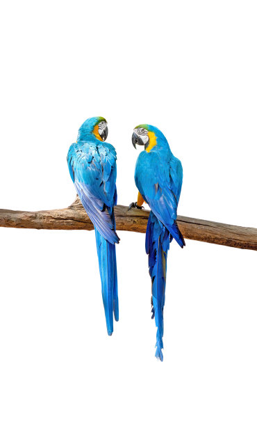 靠近两个蓝色和金色金刚鹦鹉栖息在树枝上孤立的白色背景与剪辑路径图片下载