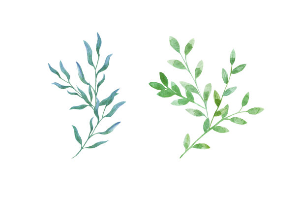 水彩植物元素，蓝绿色的树枝与树叶在白色的背景。图片下载