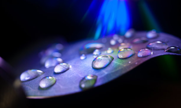 树叶上水滴的特写图片下载