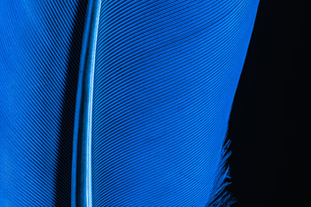 鹦鹉的羽毛非常大，近看，羽毛鹦鹉Ara图片下载