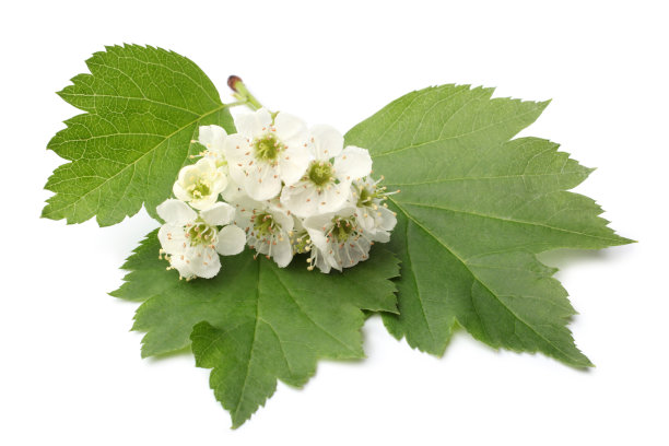 带花的山楂枝图片下载