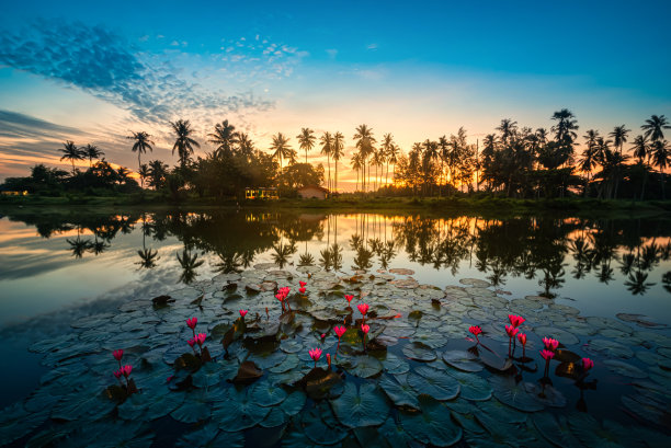 红莲花和椰子树剪影在日出的纳孔西塔马拉，泰国。图片下载