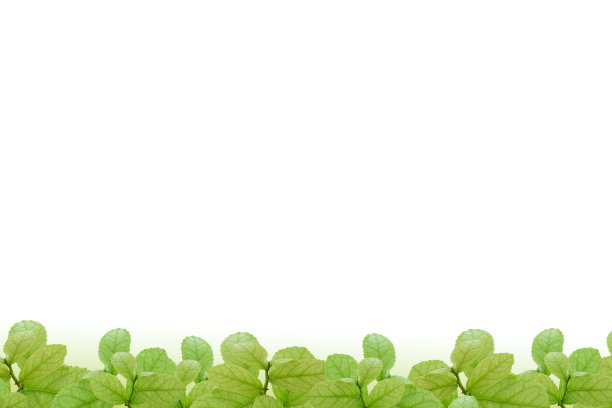 绿叶孤立在白色的镶边，作为一个华丽的全景自然图片下载