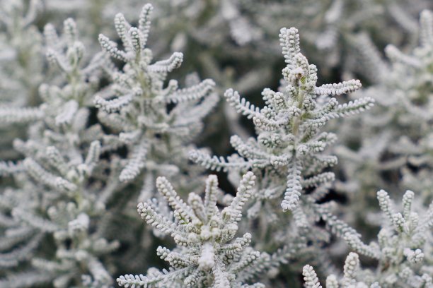 极端接近棉花薰衣草为背景图片下载