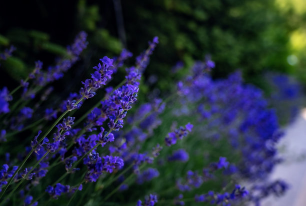 法国紫丁香紫色芳香薰衣草和高观赏少女草旁边的石头栈道图片下载