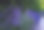 法国紫丁香紫色芳香薰衣草和高观赏少女草旁边的石头栈道图片下载
