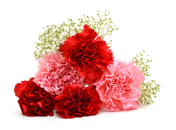 花束的康乃馨孤立在白色图片下载