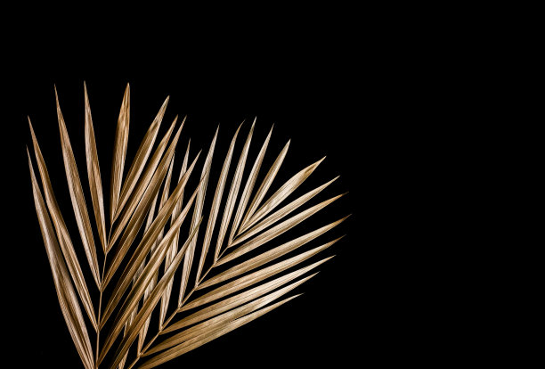 金色的棕榈叶。孤立在黑色。图片下载