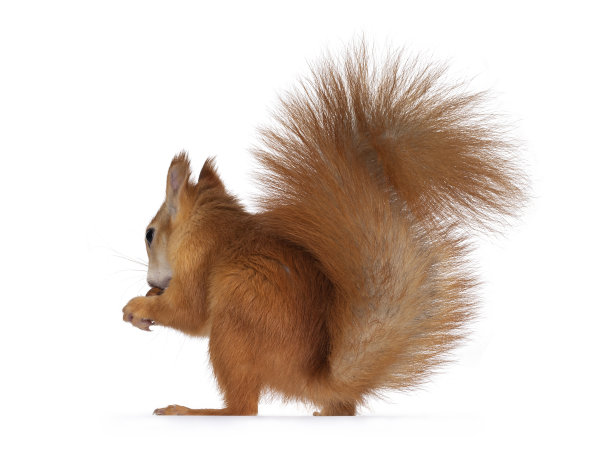 日本李松鼠在白色的背景图片下载