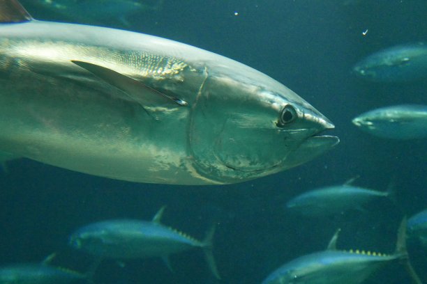 金枪鱼群图片下载