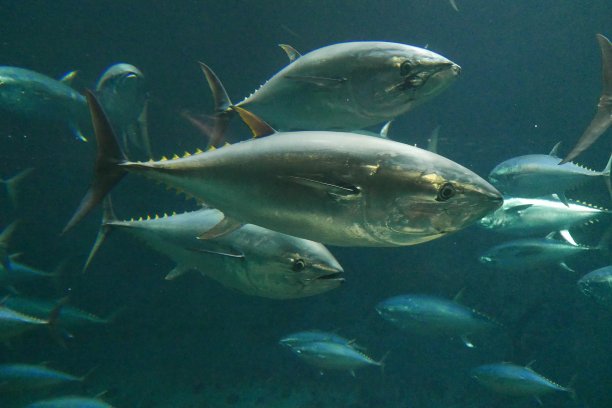 金枪鱼群图片下载