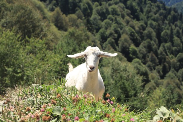 山羊图片下载